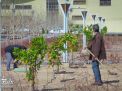گزارش تصویری |  آیین غرس نهال و تجلیل از پرسنل زحمتکش فضای سبز و باغبانی دانشگاه صنعتی شاهرود 